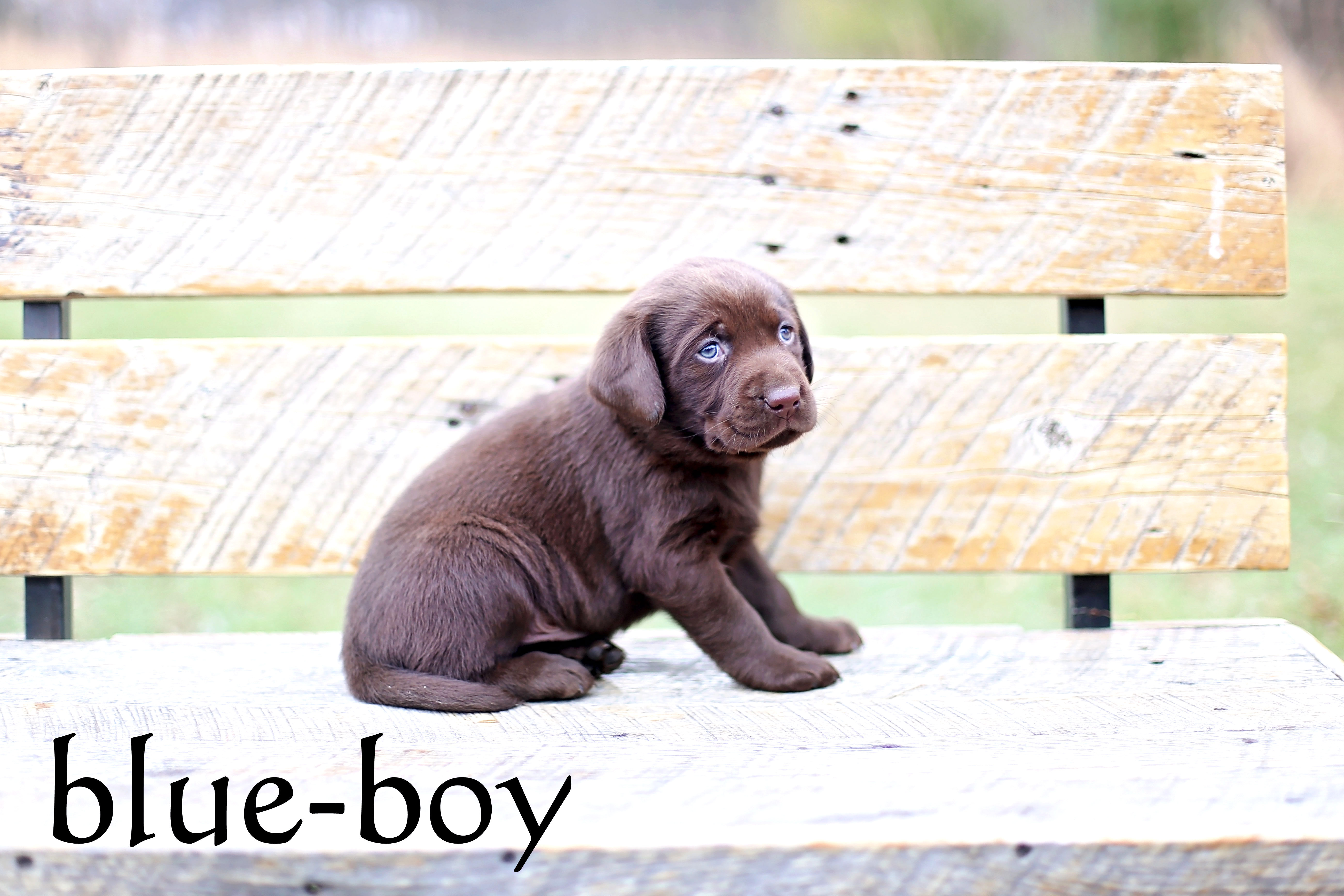 Labrador Puppies Chocolatepups.com