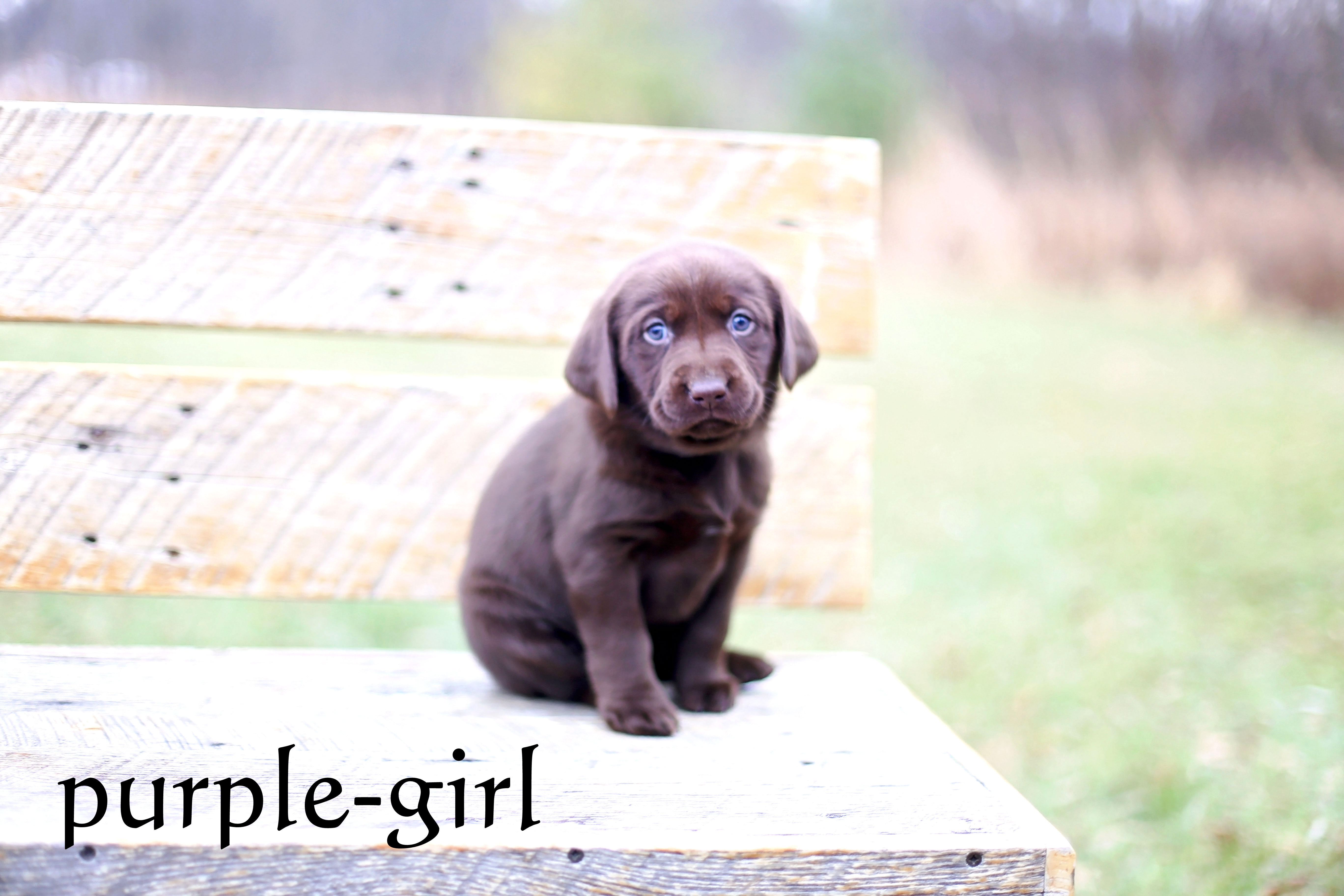 Labrador Puppies Chocolatepups.com