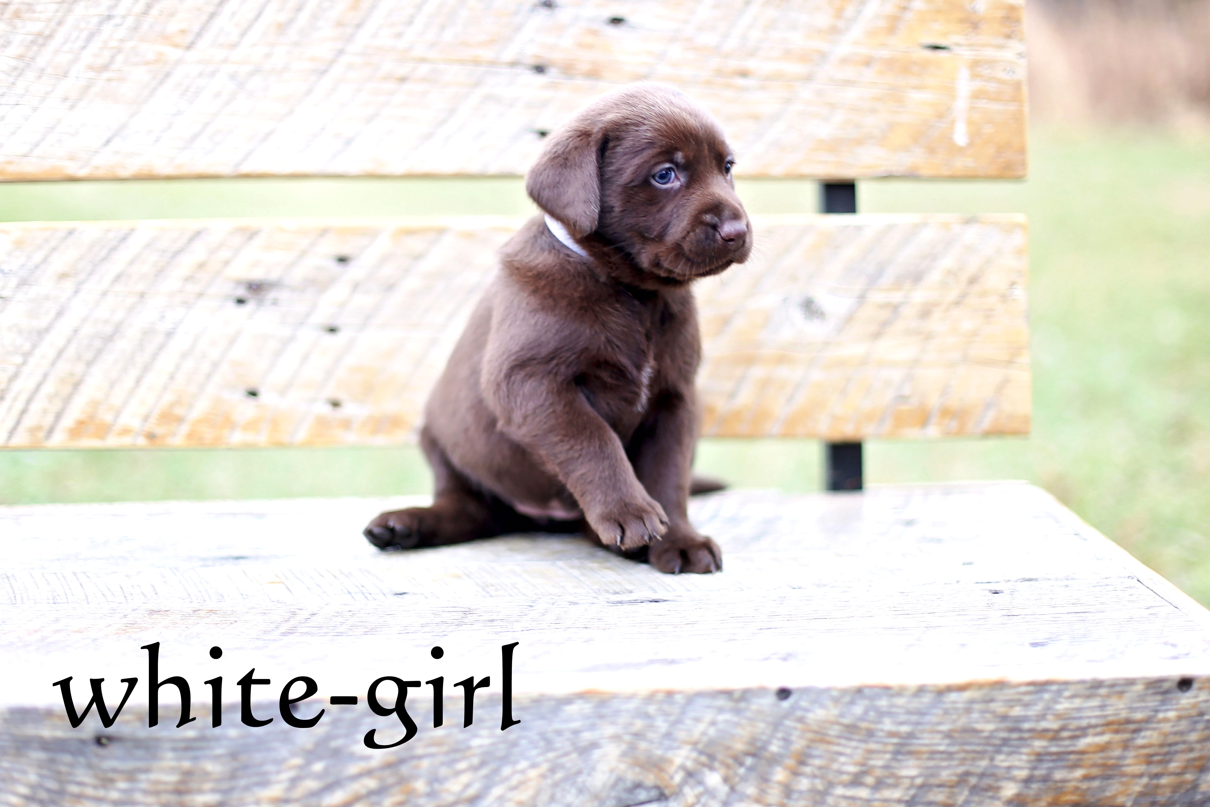 Labrador Puppies Chocolatepups.com